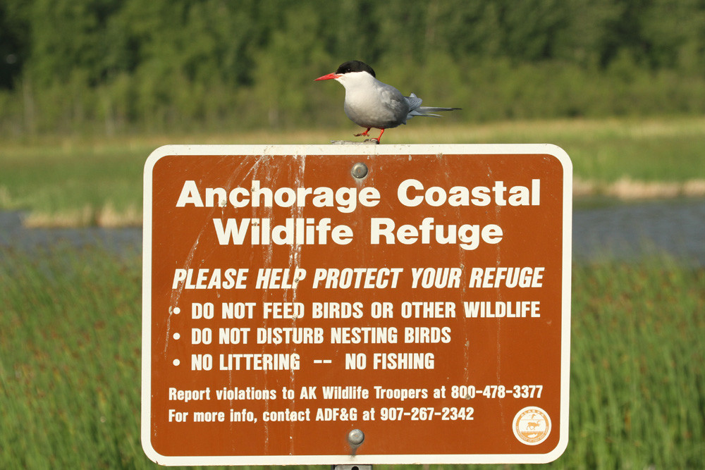 Küstenseeschwalbe, Arctic Tern (Sterna paradisaea)