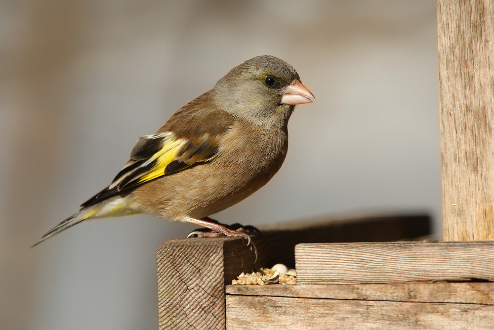 Chinagrünling (Carduelis sinica)