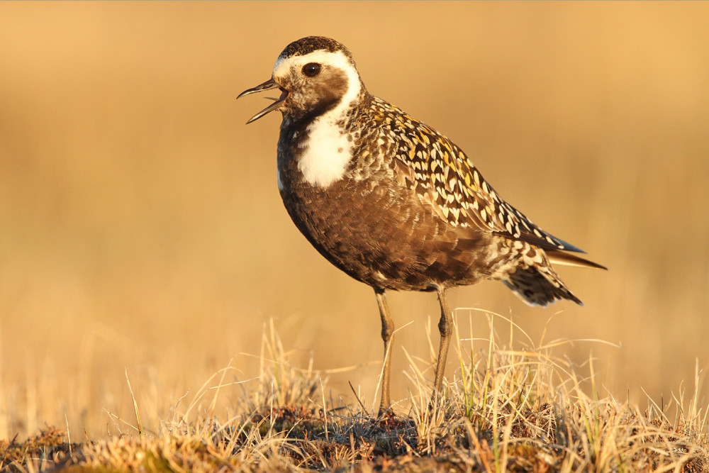 American Golden Plover (Pluvialis dominica)
