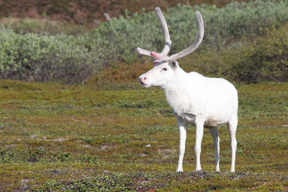 Rentier, Reindeer (Rangifer tarandus)