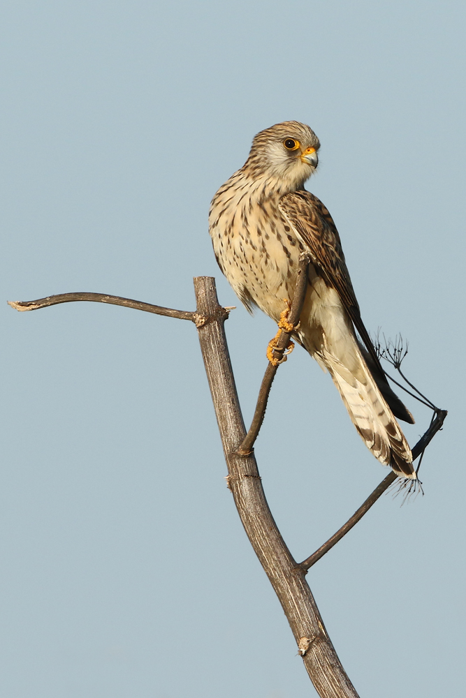 Turmfalke (Falco tinnunculus)