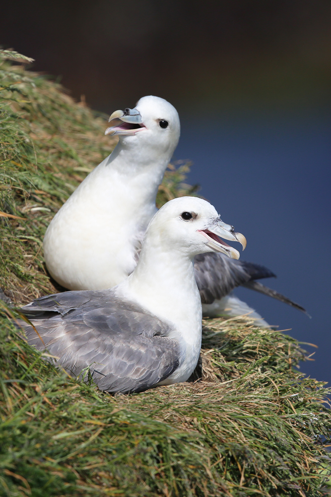 Eissturmvogel (Fulmarus glacialis)
