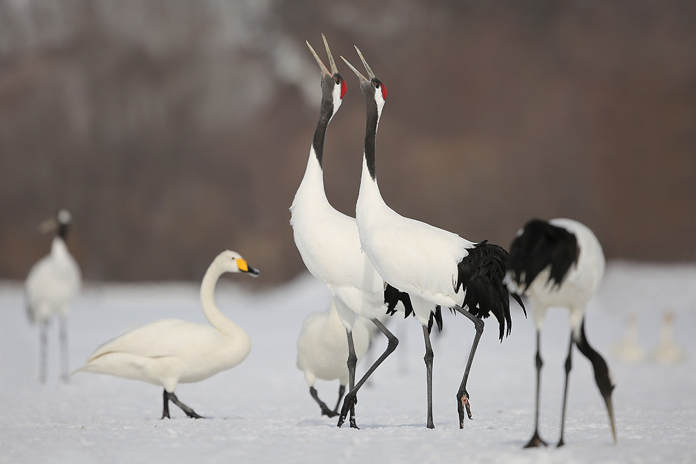 Mandschurenkranich (Grus japonensis)