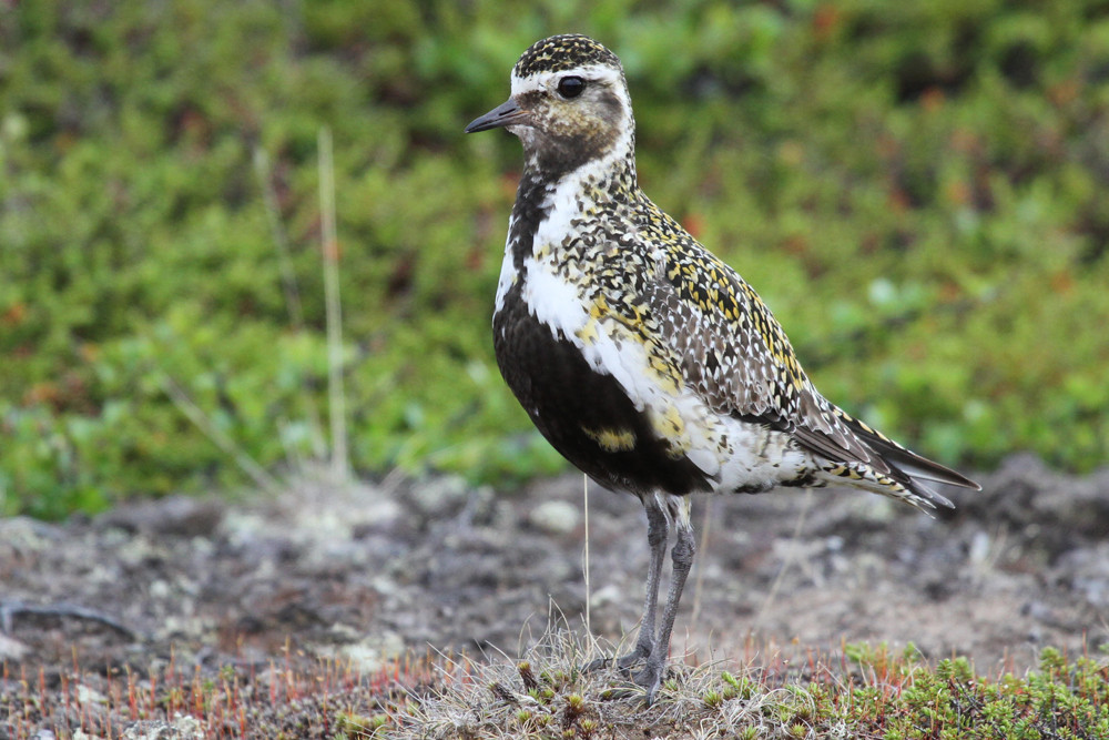 Goldregenpfeifer, European Golden Plover (Pluvialis apricaria)