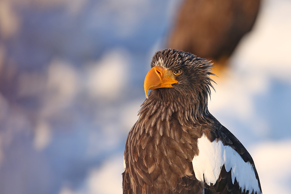 Riesenseeadler (Haliaeetus pelagicus)