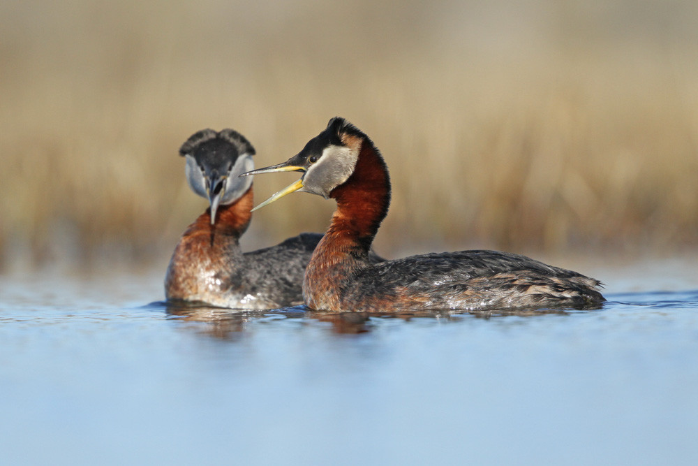 Rothalstaucher, Red-necked Grebe (Podiceps grisegena ssp. holboelii)