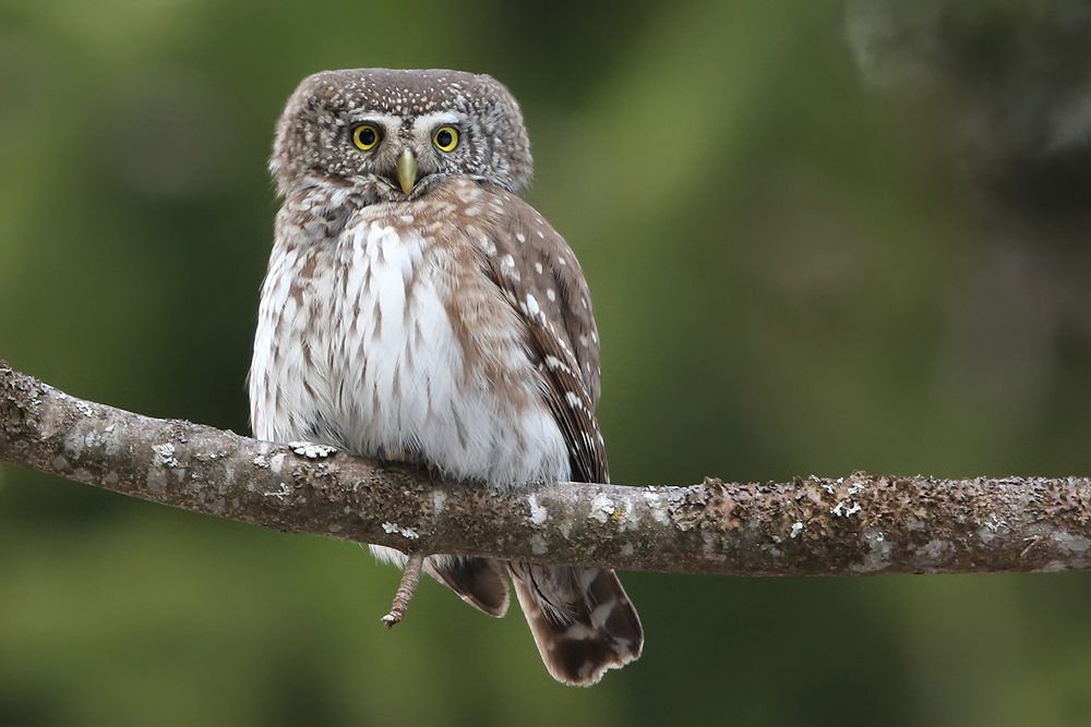 Sperlingskauz (Glaucidium passerinum)