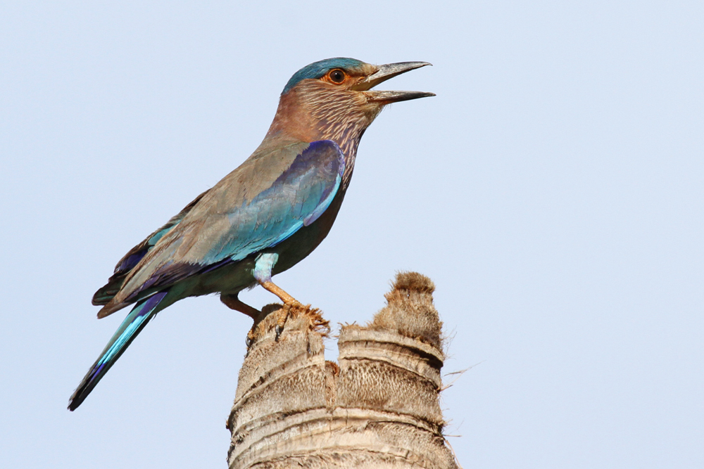 Hinduracke, Indian Roller (Coracias benghalensis) / Kalametiya