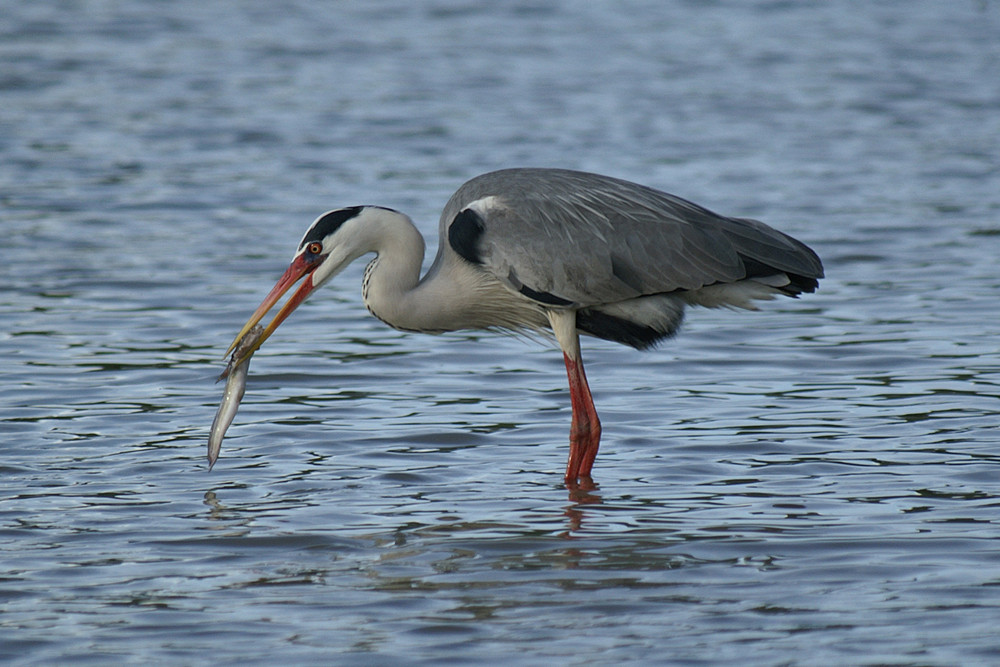 Graureiher, Grey Heron (Ardea cinerea) / Praslin