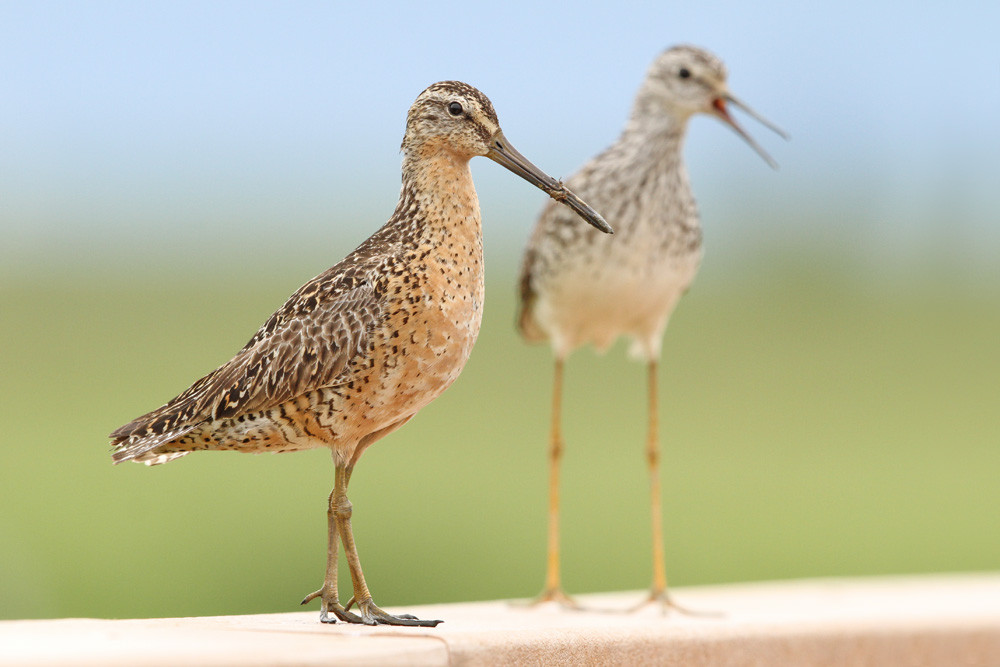 Kleiner Schlammläufer, "Western" Short-billed Dowitcher (Limnodromus griseus ssp. caurinus)