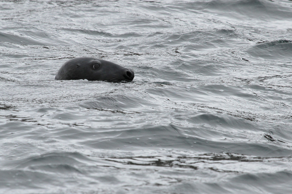 Kegelrobbe, Grey Seal (Halichoerus grypus)