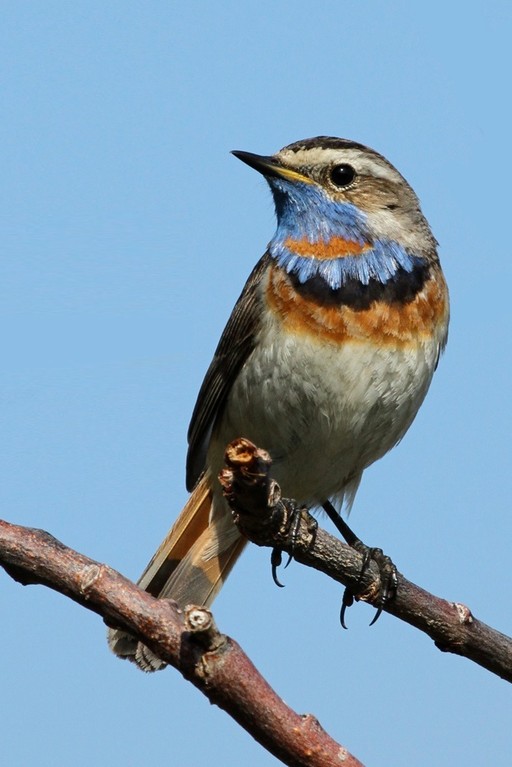 Rotsterniges Blaukehlchen, Bluethroat (Luscinia svecica sveica)