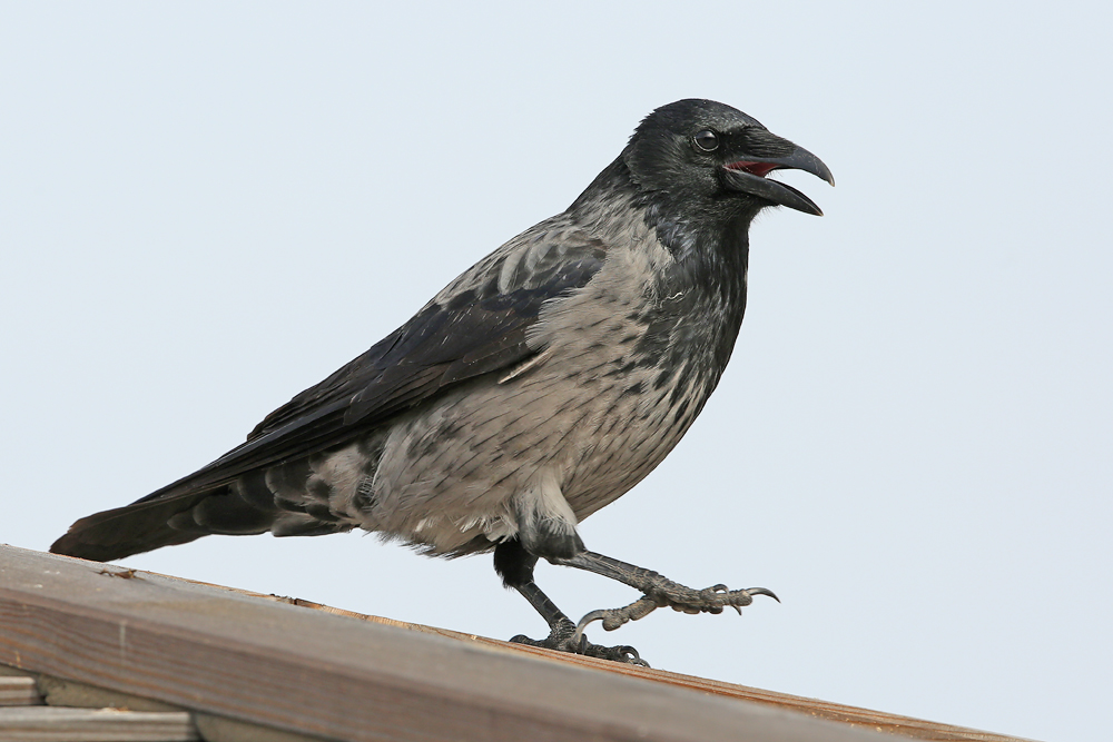 Nebelkrähe (Corvus cornix)