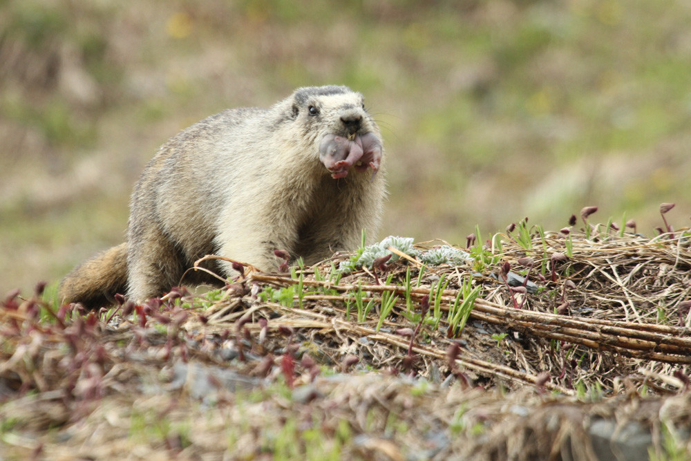 Eisgraues Murmeltier, Hoary Marmot (Marmota caligata) 