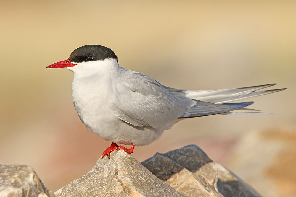 Küstenseeschwalbe, Arctic Tern (Sterna paradisaea)