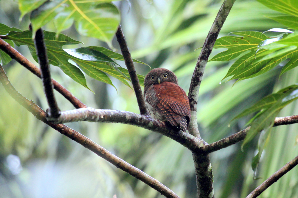 Prachtkauz, Chestnut-backed Owlet (Glaucidium castanotum) / Kitulgala