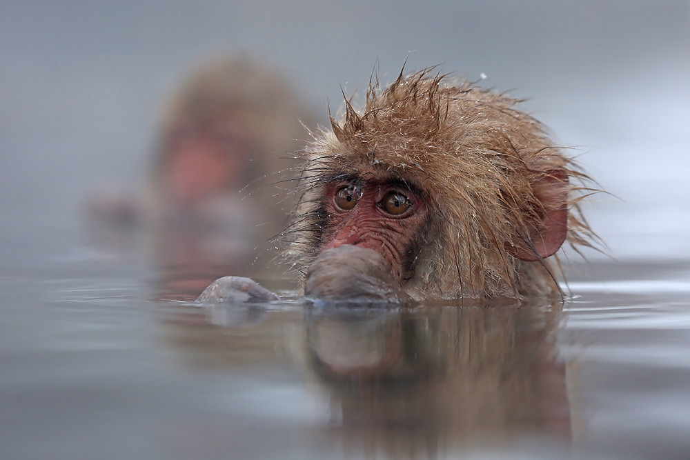 Japanmakak (Macaca fuscata) 
