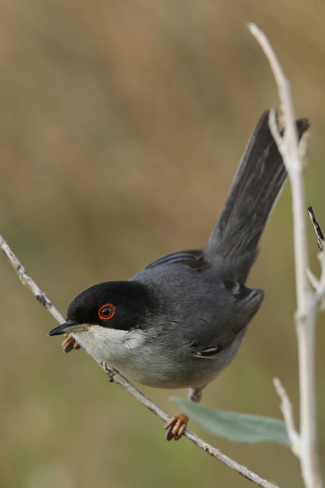 Samtkopf-Grasmücke (Curruca melanocephala)
