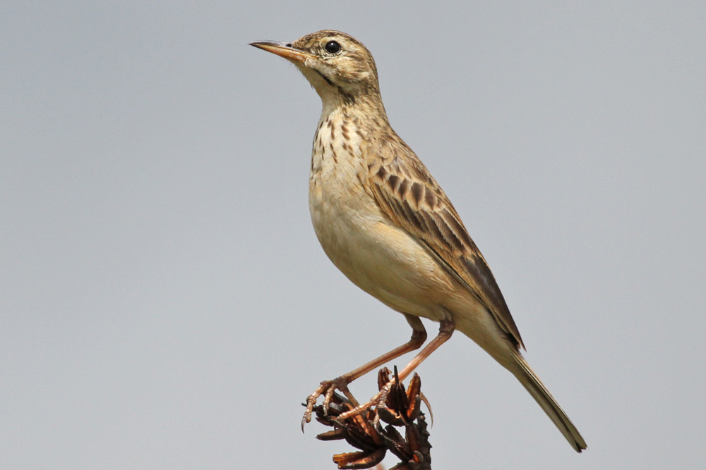 Orientspornpieper, Paddyfield Pipit (Anthus rufulus) / Horton Plains