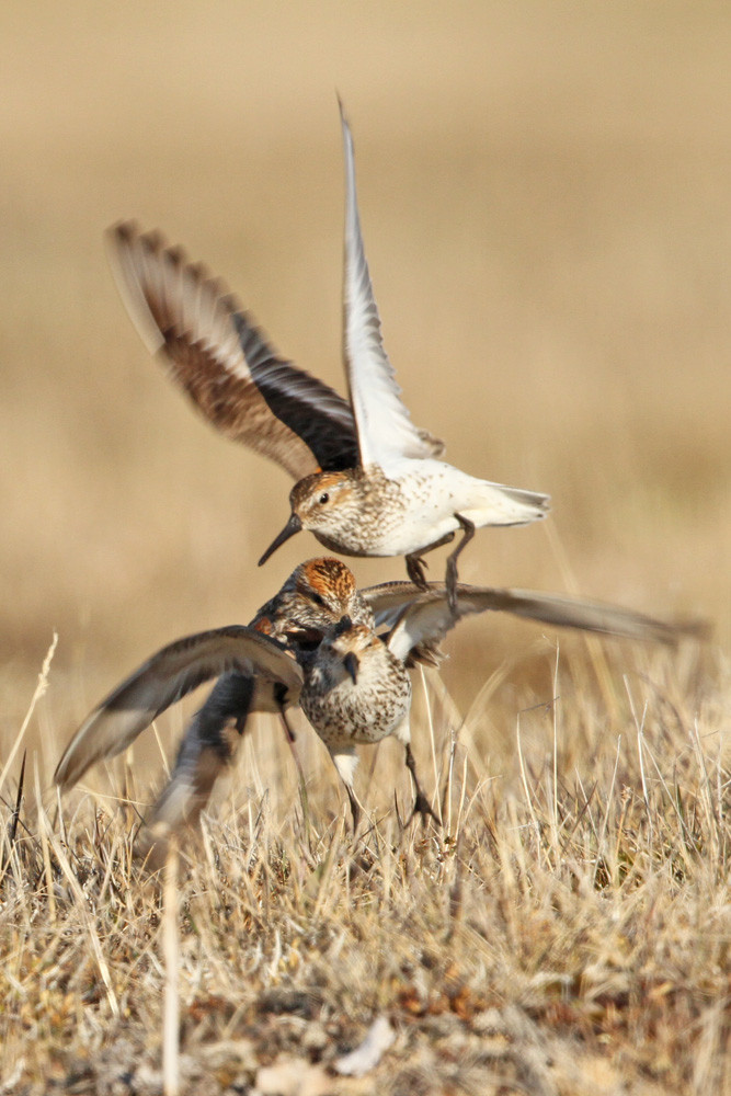 Bergstrandläufer, Western Sandpiper (Calidris mauri)