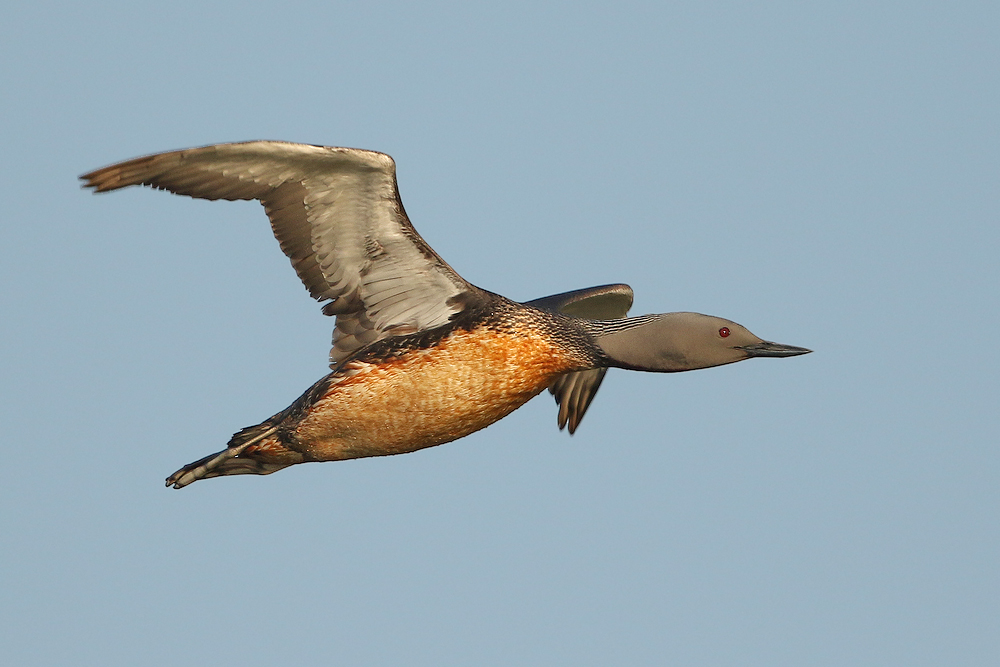 Sterntaucher (Gavia stellata)