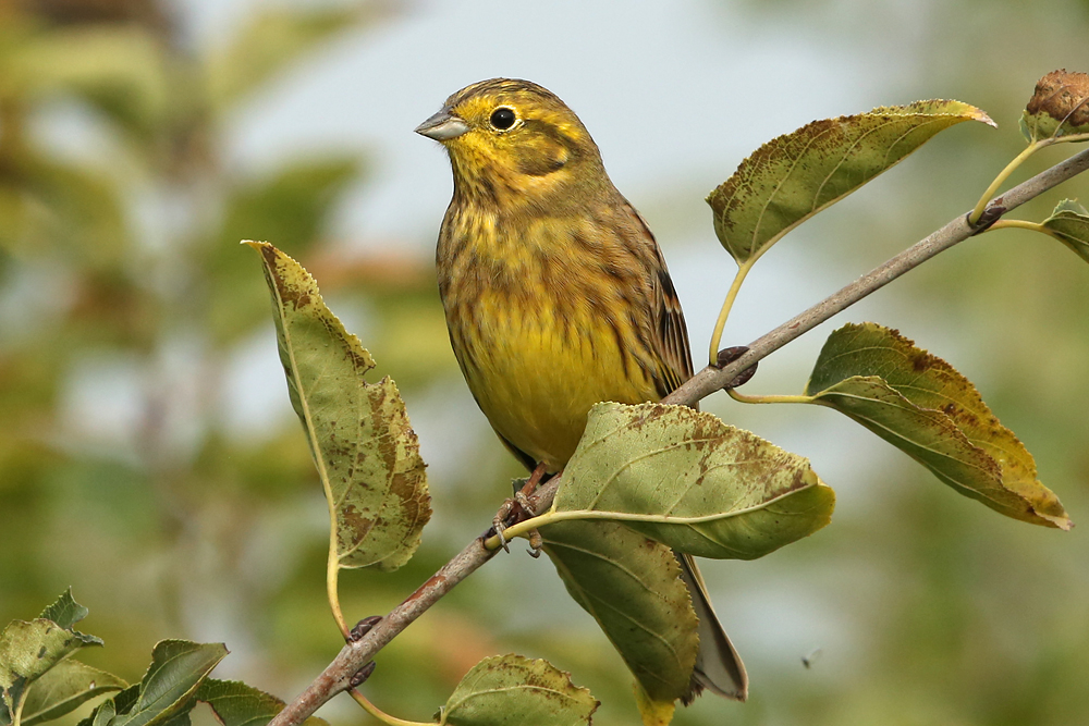 Goldammer (Emberiza citrinella)