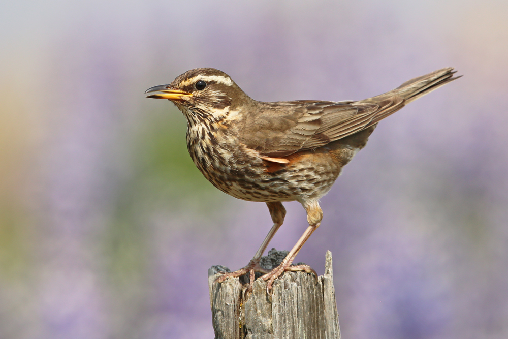 Rotdrossel (Turdus iliacus)