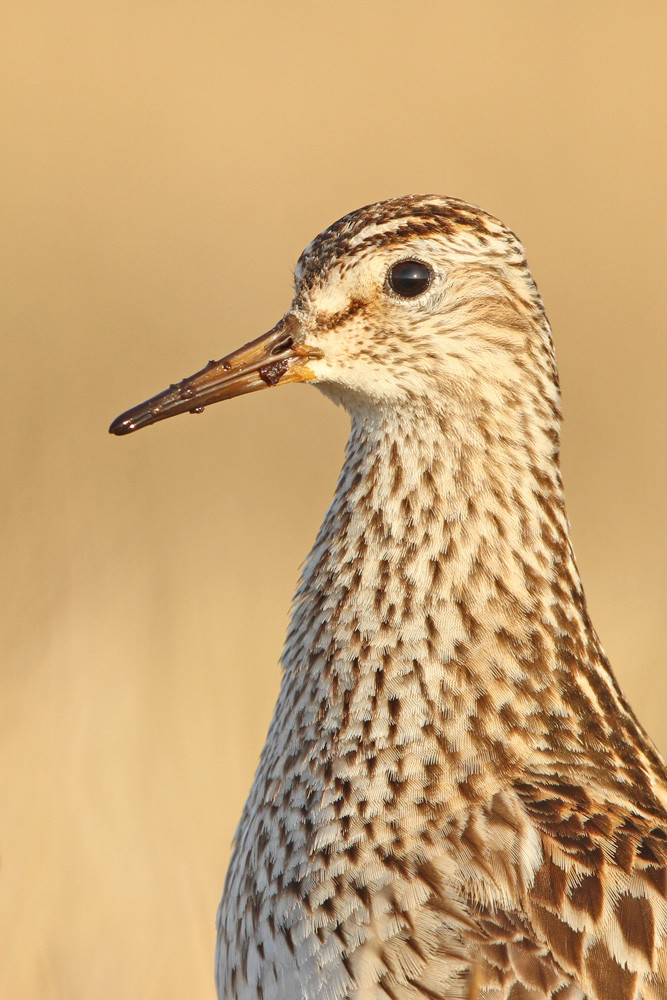 Graubruststrandläufer, Pectoral Sandpiper (Calidris melanotos)