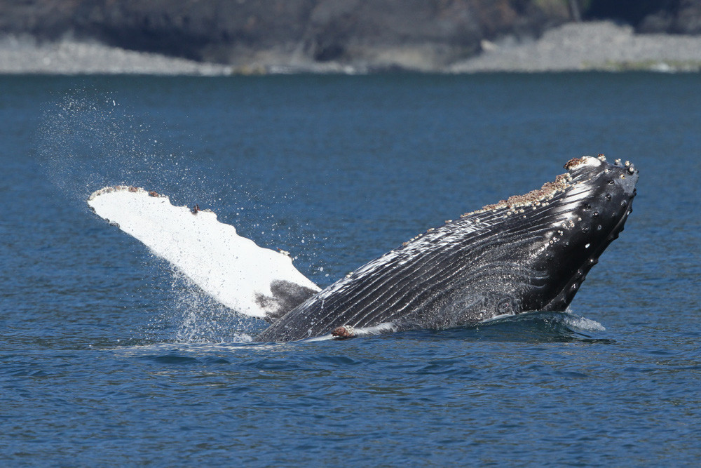 Buckelwal, Humpback Whale (Megaptera novaeangliae)