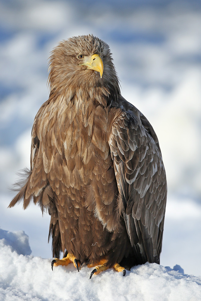 Seeadler (Haliaeetus albicilla) 