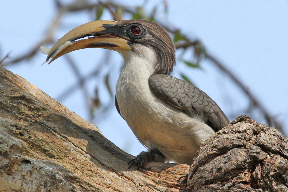 Ceylon-Grautoko, Sri Lanka Grey Hornbill (Ocyceros gingalensis) / Anawilundawa
