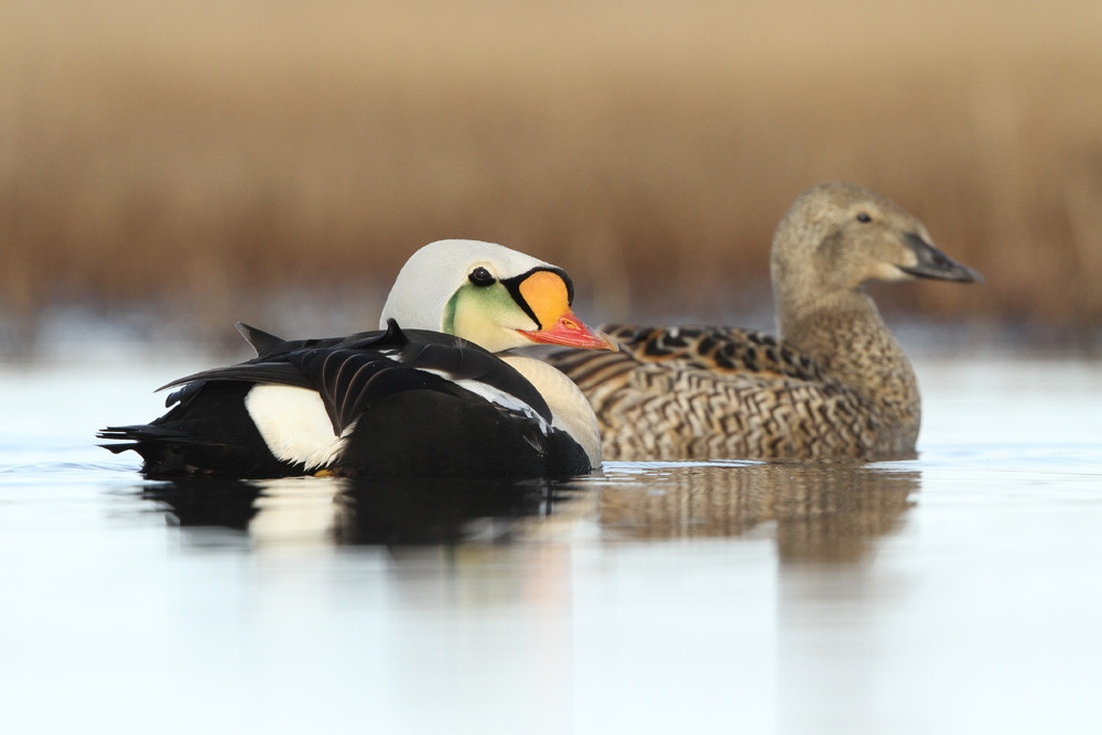 Prachteiderente, King Eider (Somateria spectabilis)