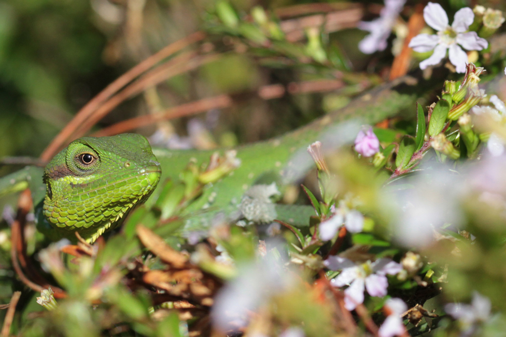 Hochlandagame, Black-cheek Lizard (Calotes nigrilabris) / Galway's Land National Park - Foto von Livia Haag