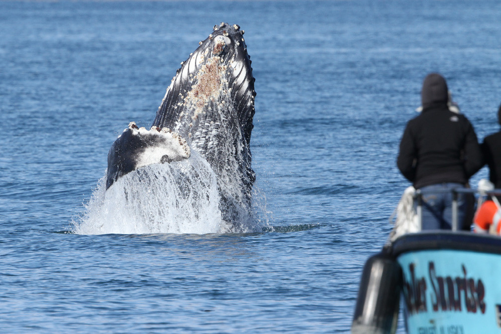 Buckelwal, Humpback Whale (Megaptera novaeangliae)