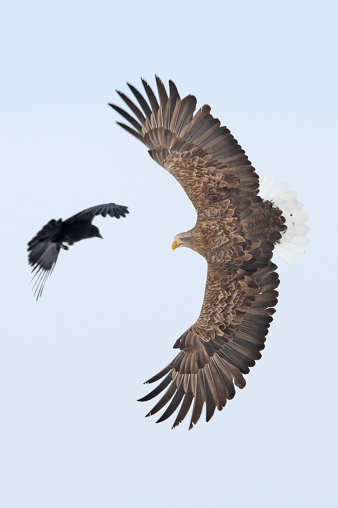 Seeadler (Haliaeetus albicilla) 