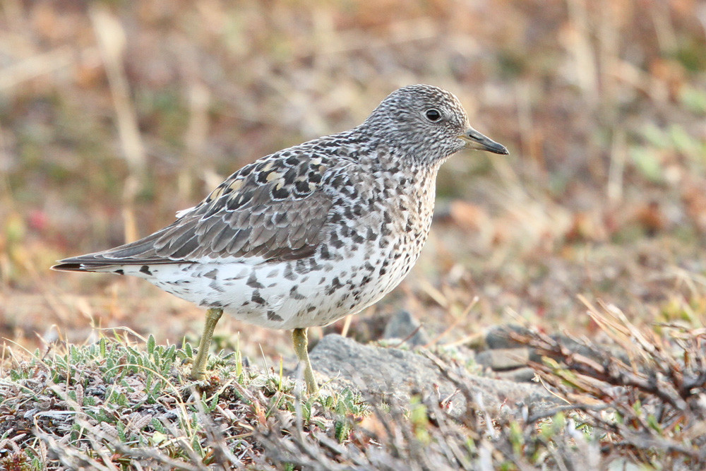 Gischtläufer, Surfbird (Aphriza virgata)