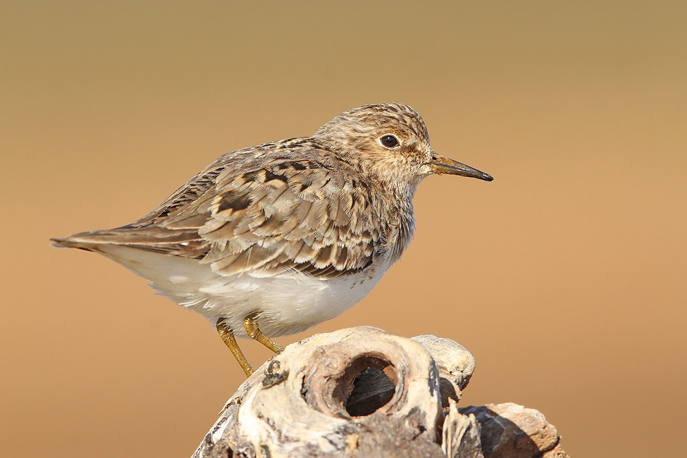  Temminckstrandläufer, Temminck's Stint (Calidris temminckii)