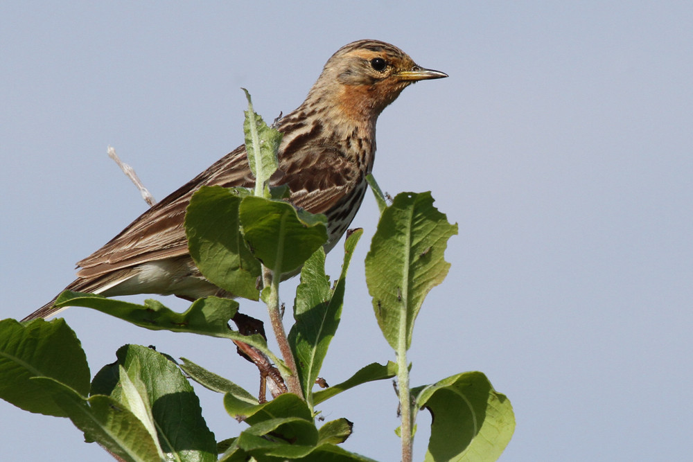 Rotkehlpieper, Red-throated Pipit (Anthus cervinus)