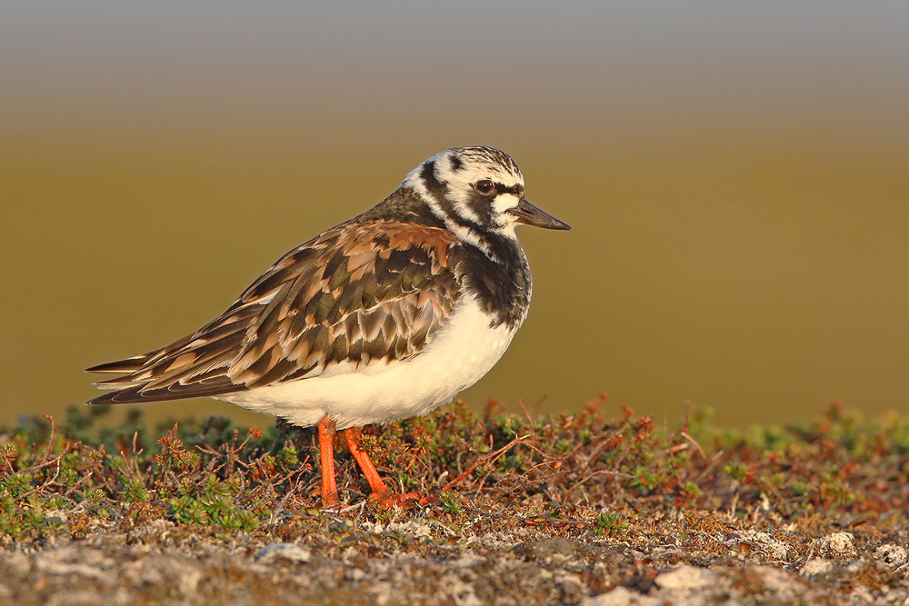 Steinwälzer, Ruddy Turnstone (Arenaria interpres)