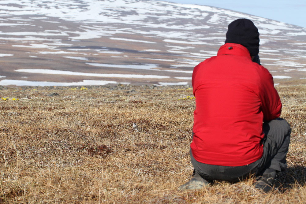 Nome - Hilltop on TellerRoad - with Rock Sandpiper - Alaska 2013