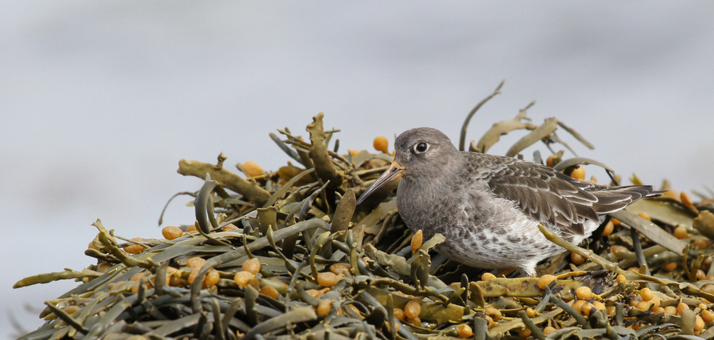 Meerstrandläufer, Purple Sandpiper (Calidris maritima)