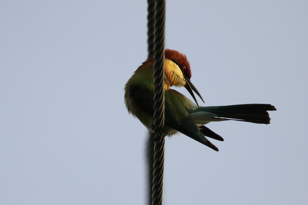 Braunkopfspint, Chestnut-headed Bee-eater (Merops leschenaulti) / Kalametiya