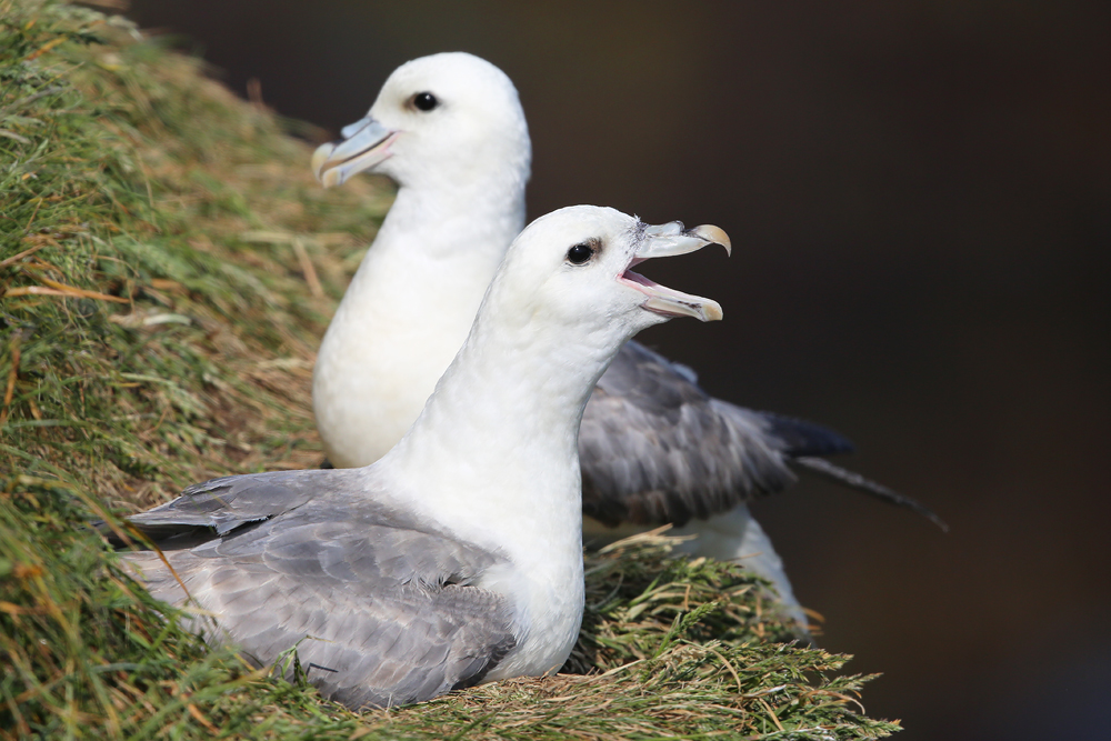 Eissturmvogel (Fulmarus glacialis)