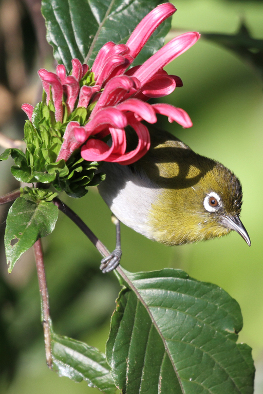 Ceylon-Brillenvogel, Ceylon White-eye (Zosterops ceylonensis) / Nuwara Eliya