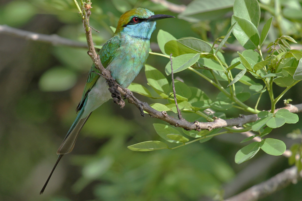 Smaragdspint, Little Green Bee-eater (Merops orientalis) / Kalametiya