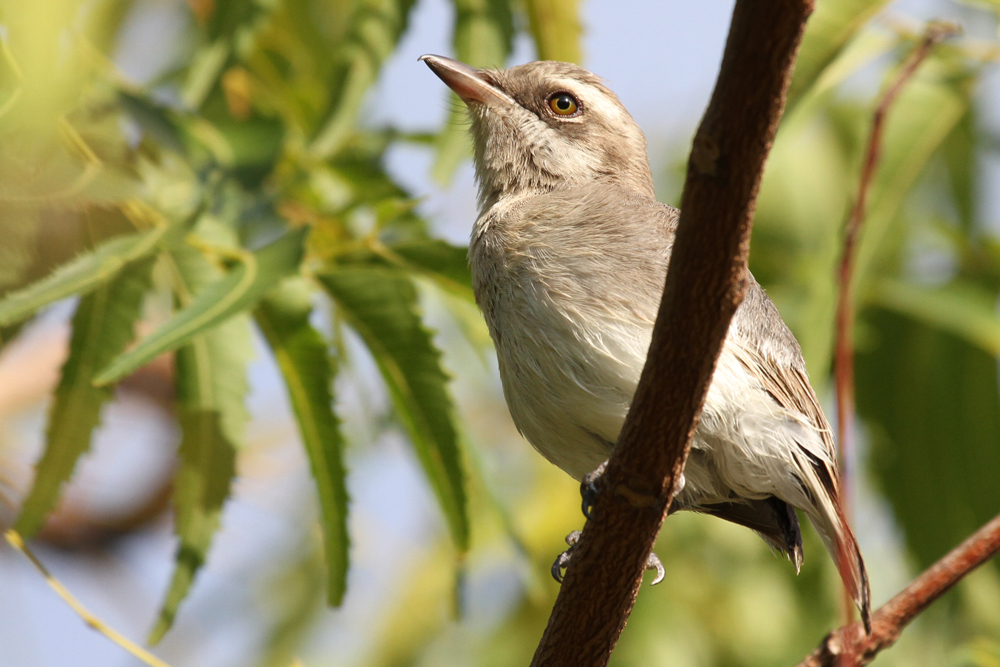 Kleiner Raupenwürger, Commom Woodshrike (Tephrodornis pondicerianus) / Kalametiya