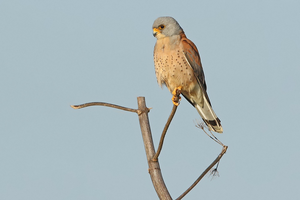 Rötelfalke (Falco naumanni)