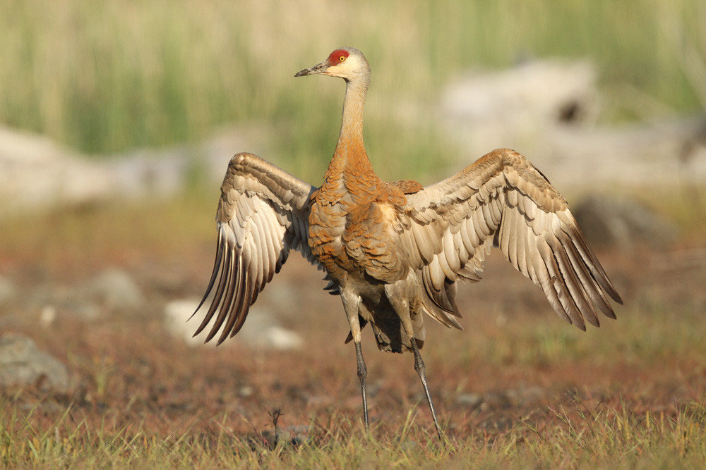 Kanadakranich, Sandhill Crane (Grus canadensis)