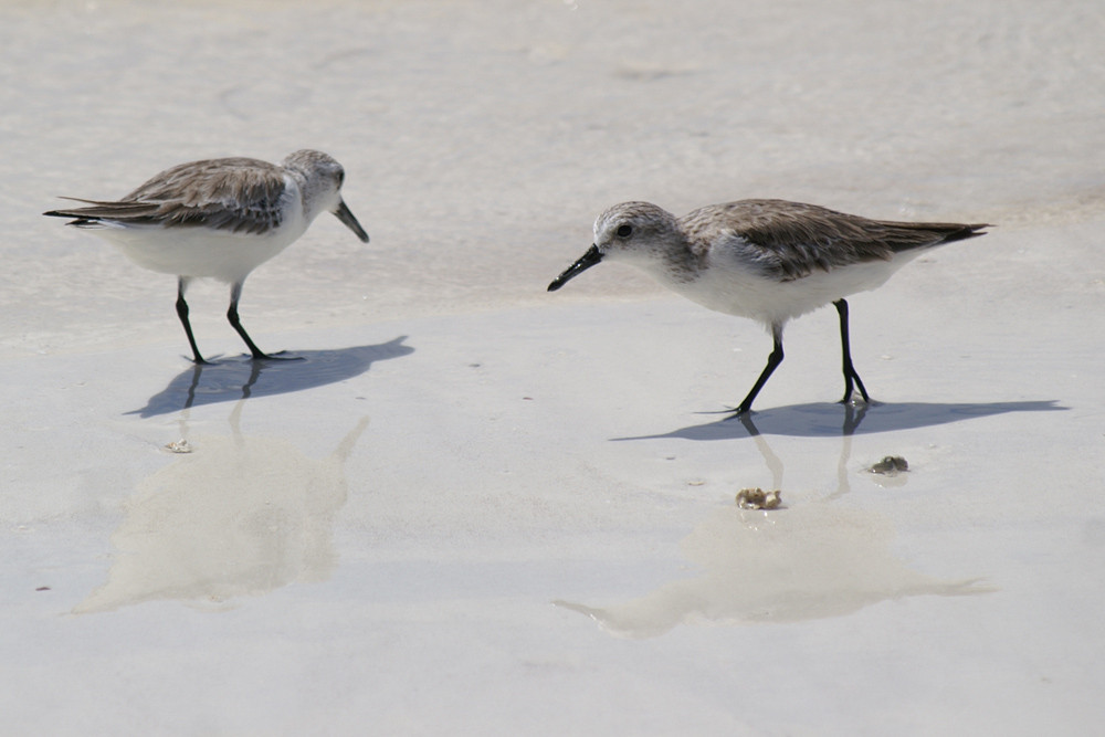 Sanderling, Sanderling (Calidris alba) / Praslin