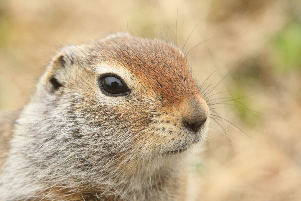 Arktischer Ziesel, Arctic Ground Squirrel (Urocitellus parryii)